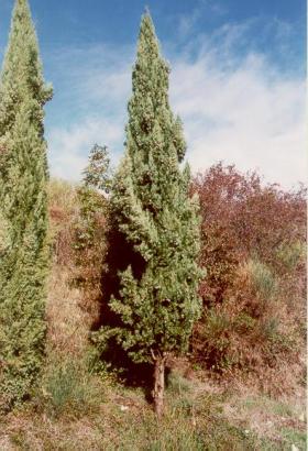 Cipressus sempervirens - clicca per ingrandire