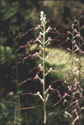 Hymantoglossum adriaticum - clicca per ingrandire
